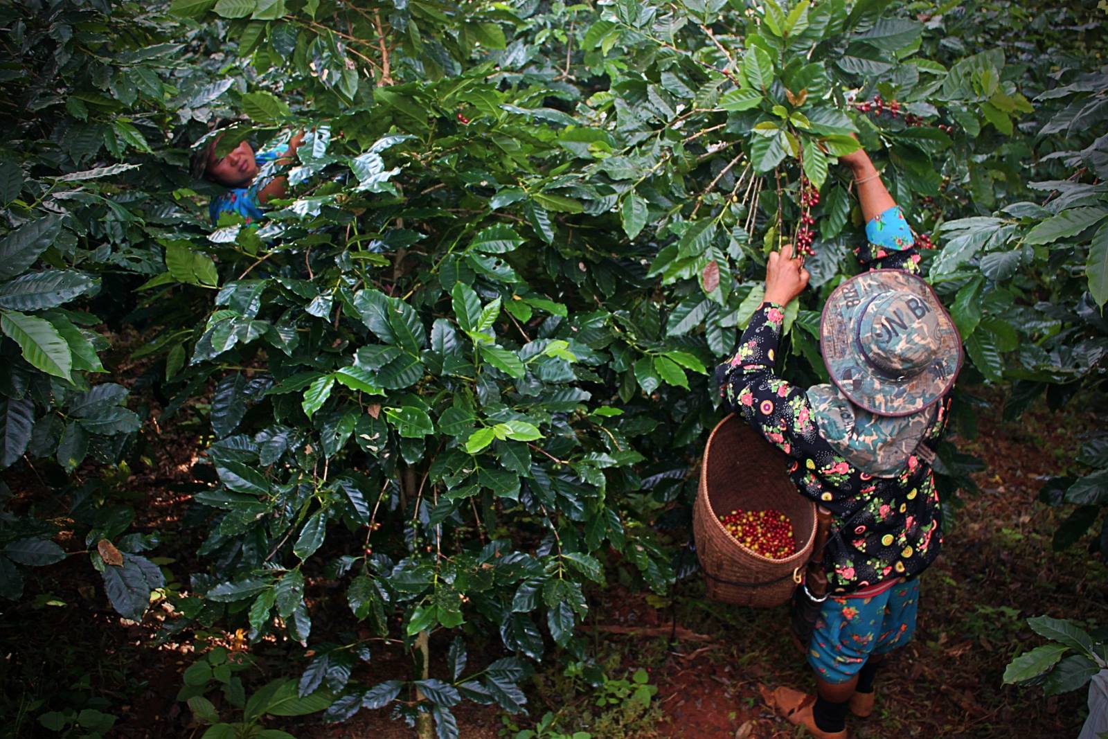 Thai Arabica Coffee In The UK By Coffee Culture Thailand