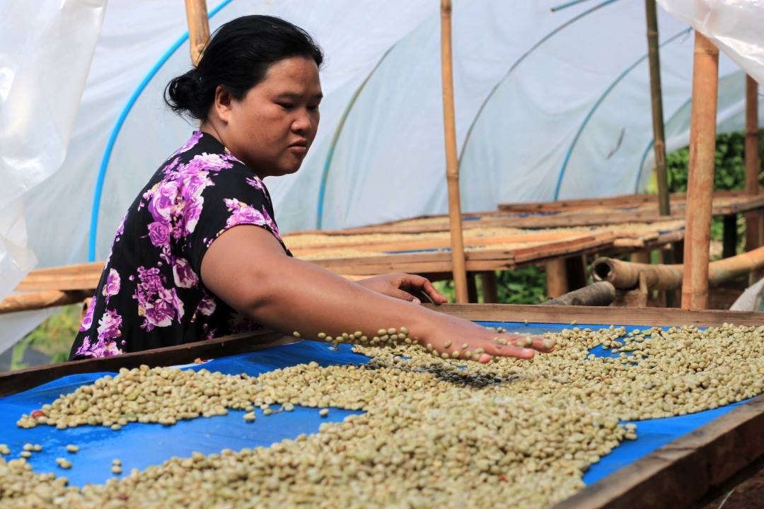 Single Origin Thai Coffee From Chiang Mai In The UK By Coffee Culture Thailand